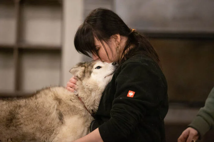 Continuation of the post Dogs from Spitsbergen are looking for a new home - My, Dog, Spitsbergen, Arctic, Husky, Samoyed, Siberian Husky, In good hands, Reply to post, Longpost