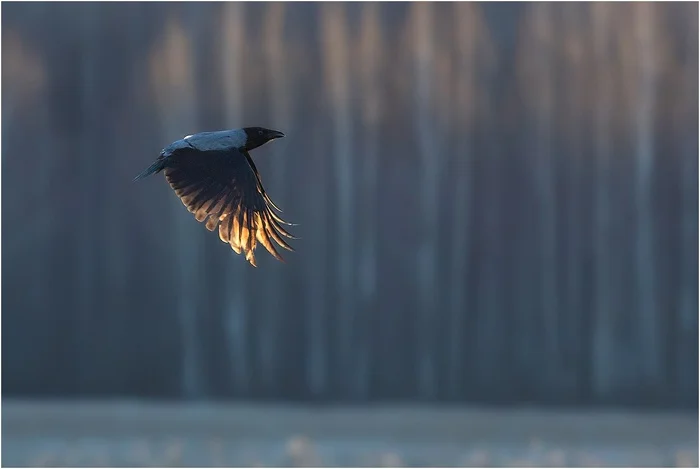 The beauty of garbage views - My, Birds, Ornithology League, Photo hunting, Grey Crow, Seagulls