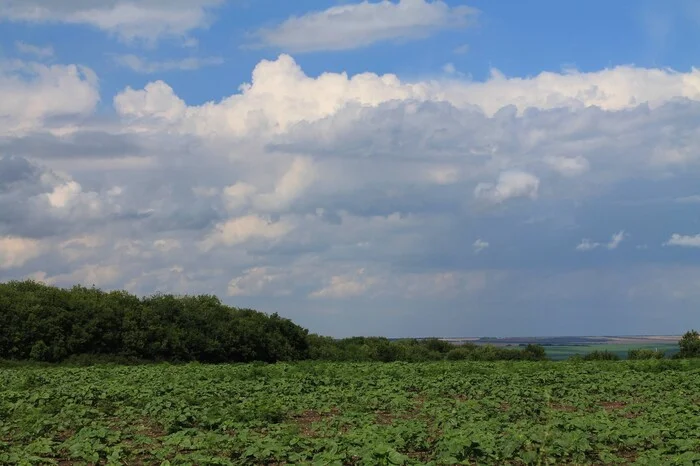 A little bit of the past summer - My, The photo, Nature, Landscape, Field, Clouds, Longpost