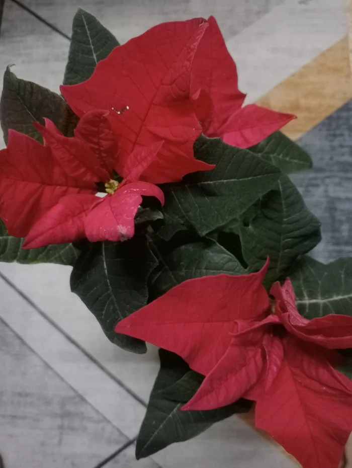 Christmas star - My, Miniature, Life stories, poinsettia, Christmas star