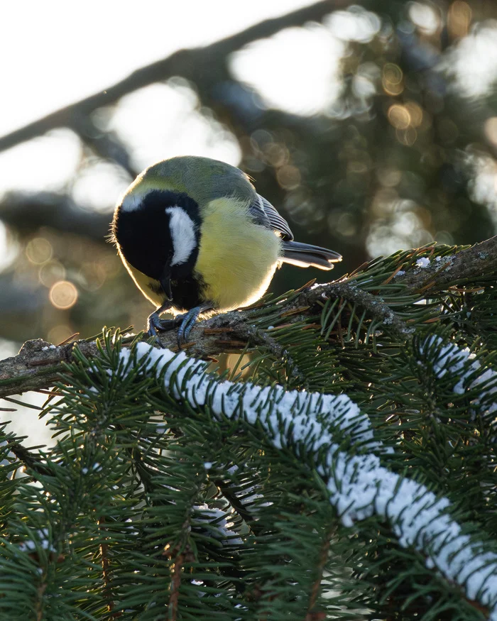 Tit - My, Birds, Big, Bird watching, Ornithology, Ornithology League, Nonsense, Longpost