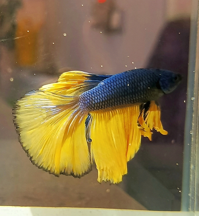 Betta splendens  , , ,  , 