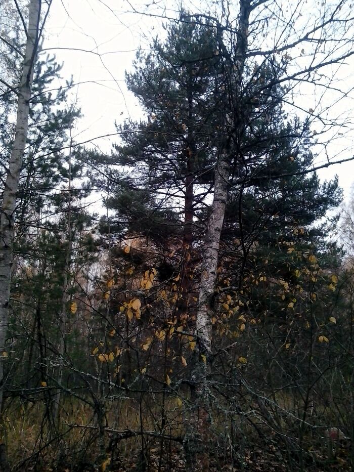 November. Wild forest - My, The photo, Forest, Autumn, wildlife, The nature of Russia