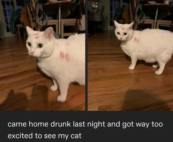 Came back drunk last night and was too happy to see the cat - Picture with text, Memes, English language, Translation, Learning English, cat, Lipstick