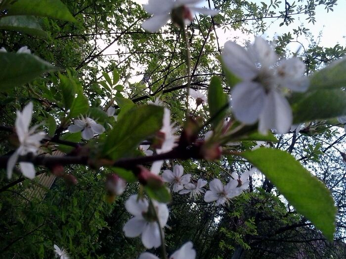 May. Apple tree in bloom - My, The photo, Flowers, Garden, Spring