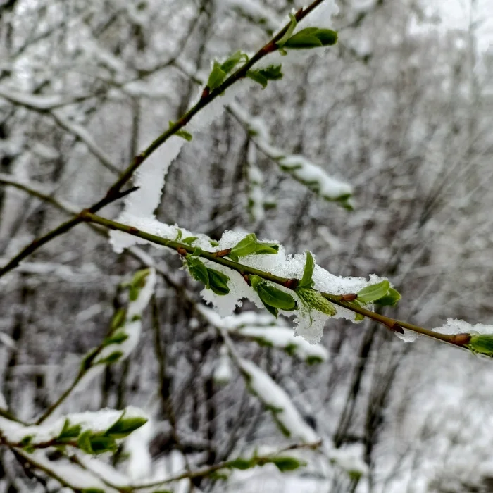 Winter is coming - My, Leaves, Snow, Contrast, Mobile photography, Nature