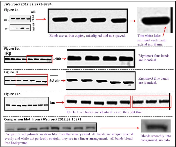 Snitches - The True Story of Cassava Science (ticker $SAVA) Part 3 - My, Fraud, Stock, Investments, Stock exchange, Alzheimer's disease, Joe Biden, Longpost