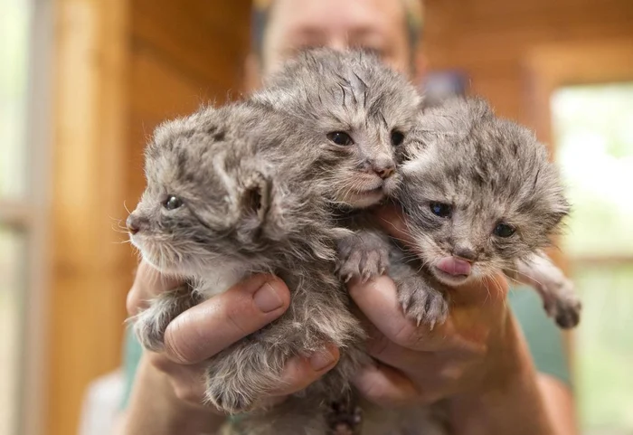 Who do I eat manuls for? - Wild animals, Zoo, Predatory animals, Cat family, Pallas' cat, Small cats, Young