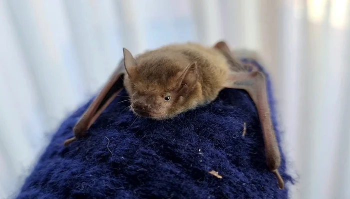 About the non-flying mouse - My, The rescue, Bat, Video, Youtube, Longpost