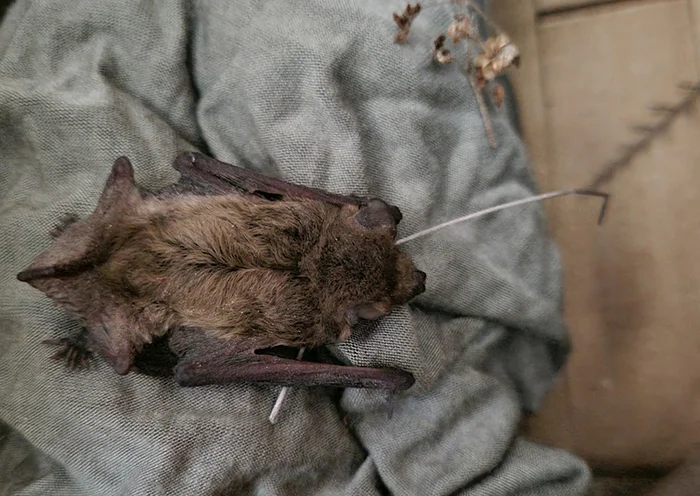 About the non-flying mouse - My, The rescue, Bat, Video, Youtube, Longpost