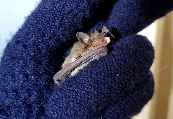 About the non-flying mouse - My, The rescue, Bat, Video, Youtube, Longpost