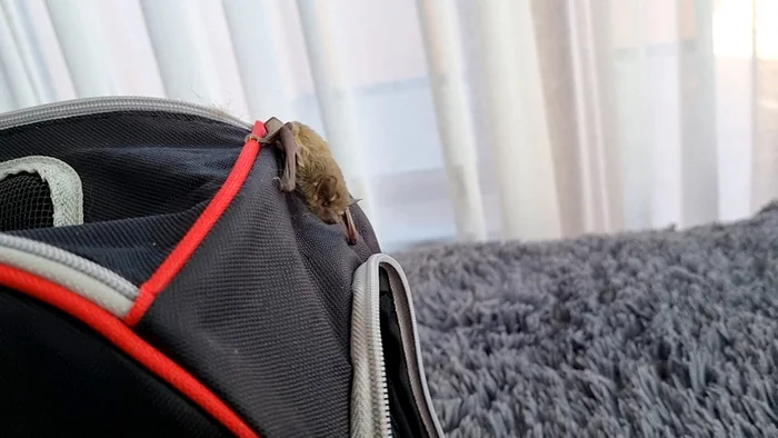 About the non-flying mouse - My, The rescue, Bat, Video, Youtube, Longpost