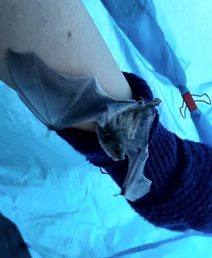 About the non-flying mouse - My, The rescue, Bat, Video, Youtube, Longpost