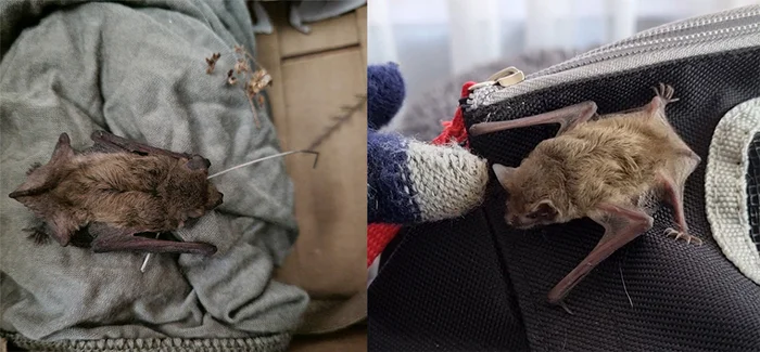 About the non-flying mouse - My, The rescue, Bat, Video, Youtube, Longpost