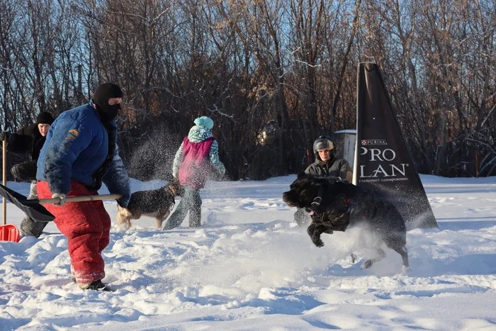 Dog training in Omsk - OCSSSS 11/23/24 - Dog, Puppies, Omsk, Training, Г“Г±Г±Г±, Friend, Care, Kindness, Dog breeding, Friends, Dog lovers, Longpost