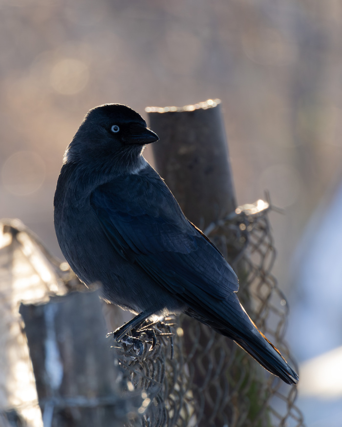 ����� �� �������, ������������� �������