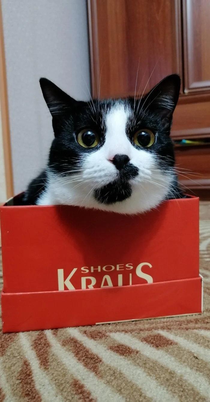 Тиша, как отдельный стиль позирования - Моё, Кот, Погладь кота, Красавцы, Домашние животные, Длиннопост