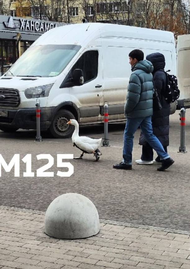 It happened: we stopped being surprised by geese in Moscow - My, Moscow, Гусь, Birds, Pets, Dog lovers, Cat lovers, Ornithology