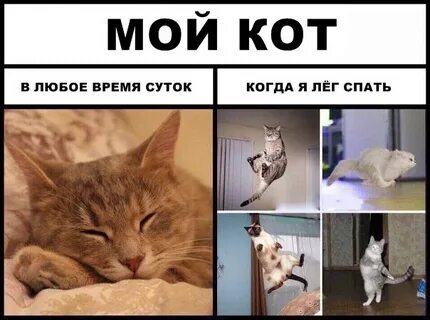 Коты на то и коты - Юмор, Картинка с текстом, Картинки, Мемы, Кот