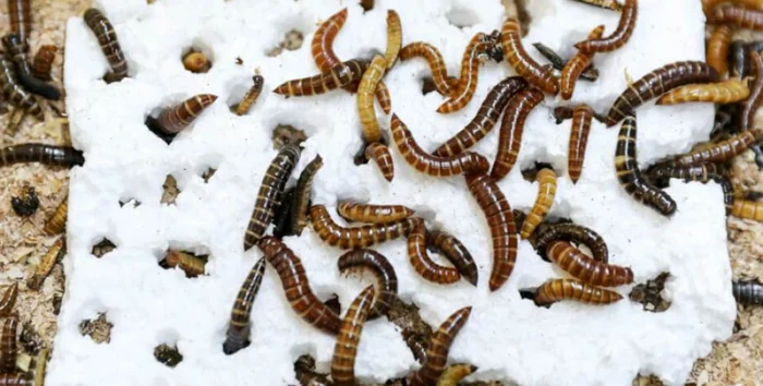 Scientists Make Breakthrough in Fight Against Plastic Waste: Small Mealworm Can Decompose Polystyrene - Scientists, Research, The science, Ecology, Biology, Garbage, Plastic, Yandex Zen (link)