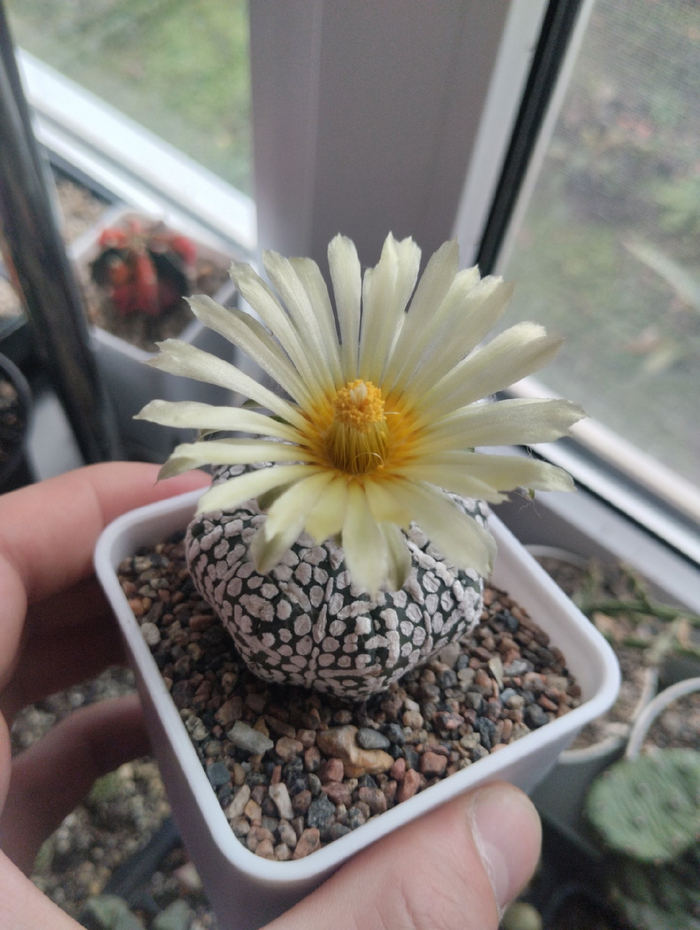 Цветение кактуса