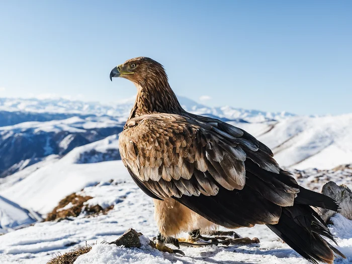 Golden eagle against the backdrop of Elbrus - Golden eagle, Elbrus, Caucasus, Predator birds, Hawks, Birds, The photo, wildlife, Wild animals