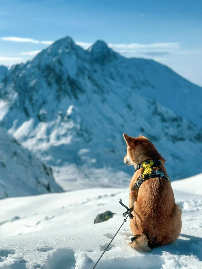 I am not participating in any competition, just take a photo of Kamchatka nature - Kamchatka, Shiba Inu, Nature, wildlife, The mountains, Tourism, October, Dog, The photo