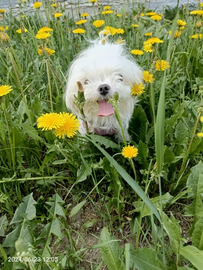 Sabaken - My, Dog lovers, Dog, Dandelion, Walk, Pets, The photo