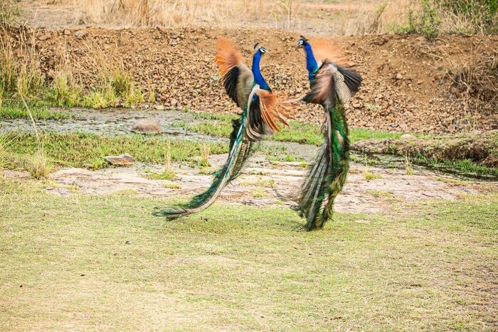 Peacock fight - Peacock, Birds, Wild animals, wildlife, National park, India, The photo