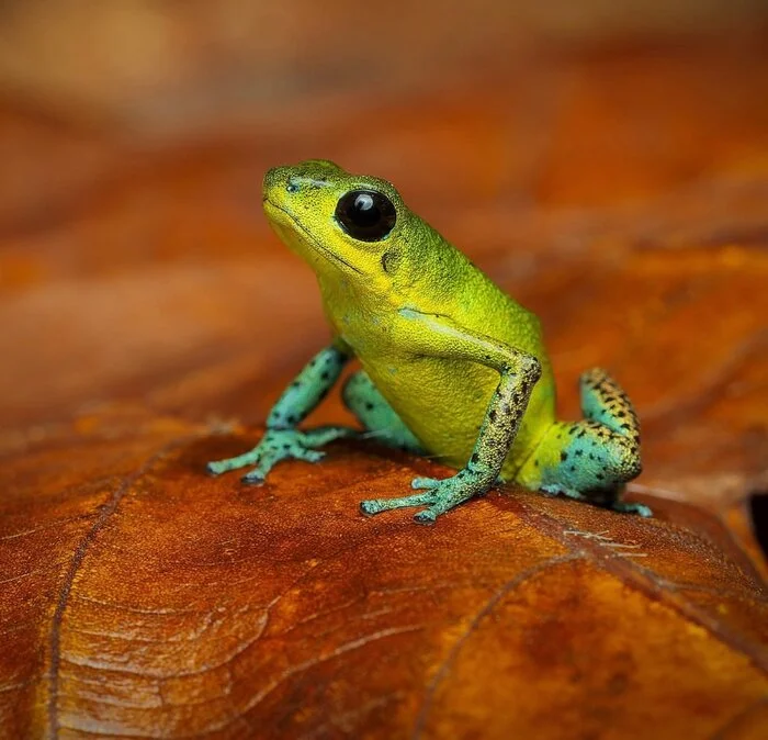 Yellow variety of small poison dart frog - Frogs, Amphibians, Poisonous animals, Wild animals, wildlife, Central America, The photo, Tree climbers