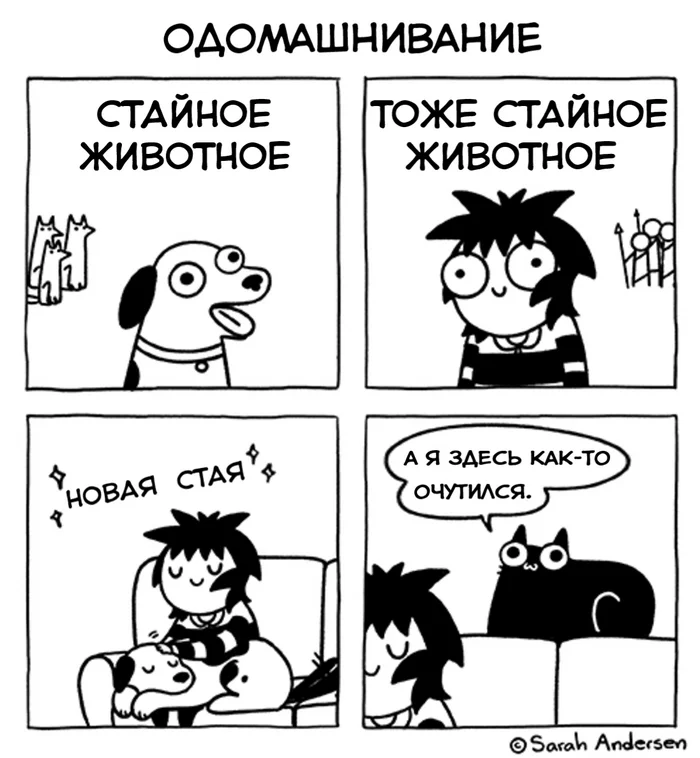 Domestication - My, Comics, Sarah Andersen, Daub time, Humor, cat, Dog, Domestication, Pets, Translated by myself, Flock