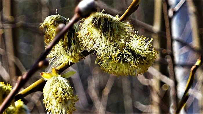 A bit of spring - My, The photo, Walk, Landscape, Nature, Spring