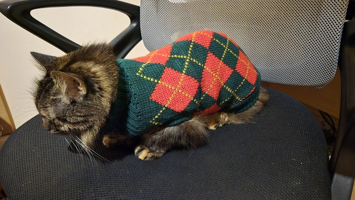 Купил кошке свитер. Довольна!