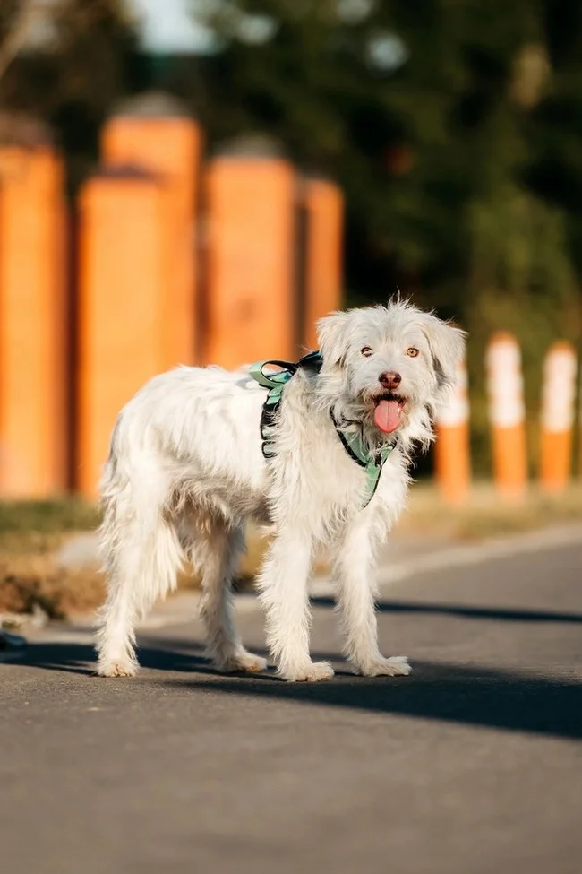 Cloud Bandi is looking for his family - Lapdog, Shelter, Overexposure, In good hands, Homeless animals, Moscow, Moscow region, Dog, Lost, Volunteering, Good league, Kindness, Longpost