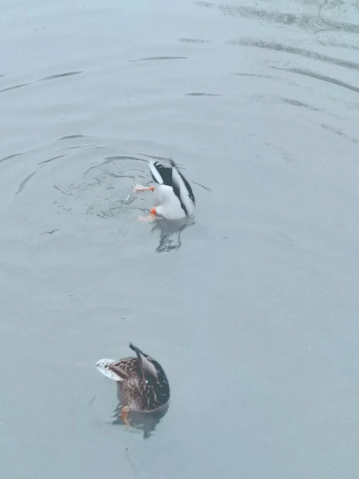 Synchronously) - My, The photo, Moscow, Pokrovskoye-Streshnevo, Nature, Animals, Mobile photography, Creation