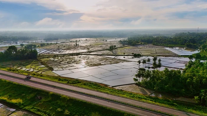 Rice fields - My, Sri Lanka, Rice, Field, Travels, Water, Asia, Road, Aerial photography, The photo, Quadcopter, Dji, Palm trees, Ceylon, Island