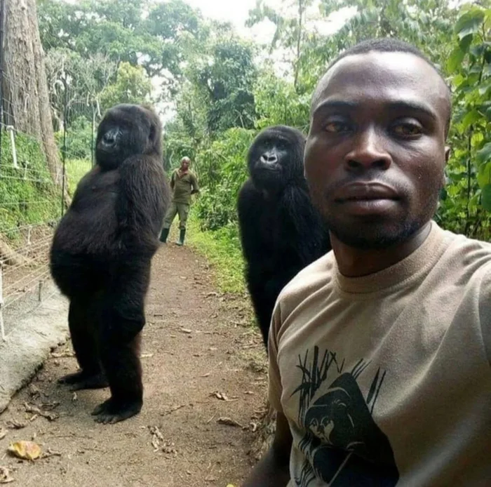 Anti-poaching fighters in Congo take selfies with the gorillas they protect - Congo, Gorilla, Poachers, Defender, Selfie, Longpost