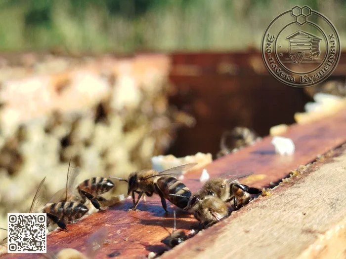 HONEY IS A GIFT FROM NATURE! - Health, Healthy lifestyle, Honey, Apitherapy, Beekeeping