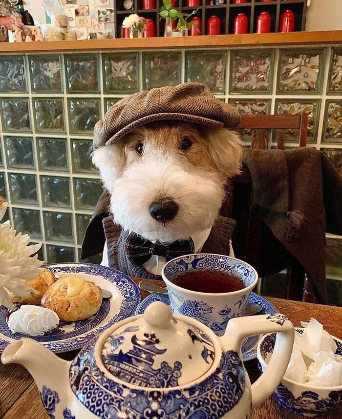 cantone china - классический бело-синий фарфор