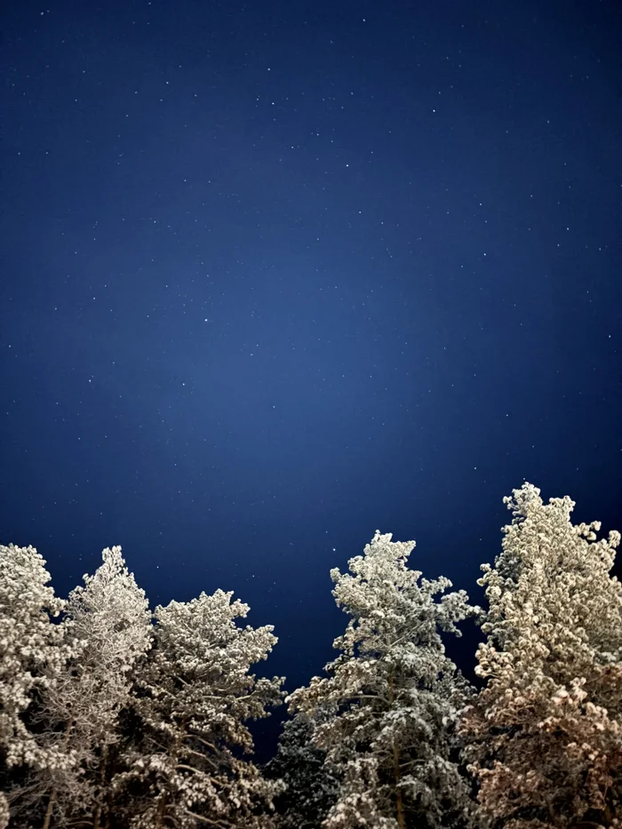 Starry sky - My, Winter, Stars, Forest, The photo, Starry sky