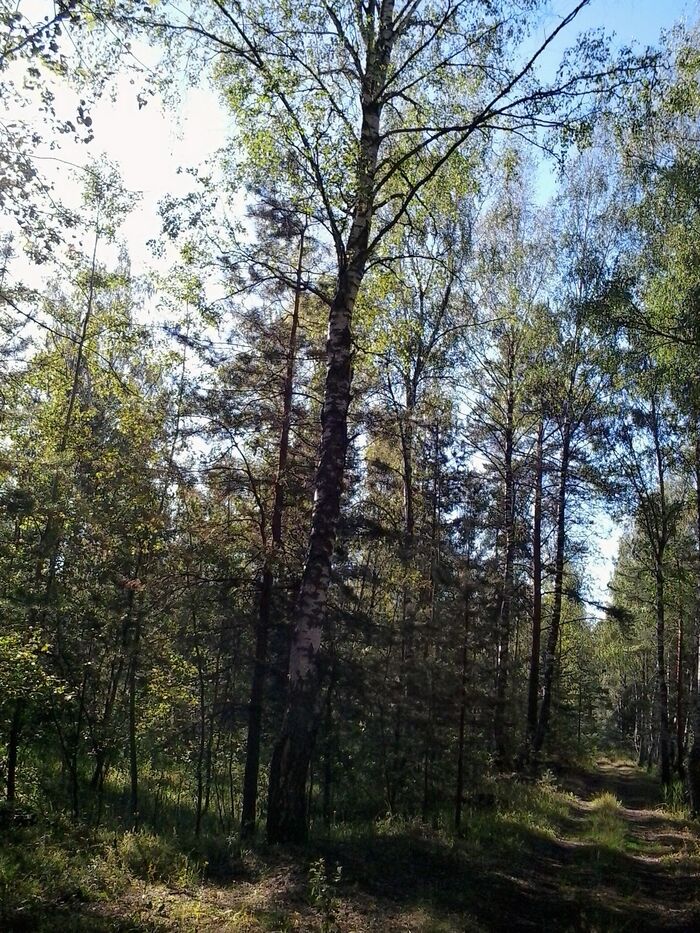 August. Wild forest. Old road - My, The photo, Summer, Forest, wildlife, The nature of Russia