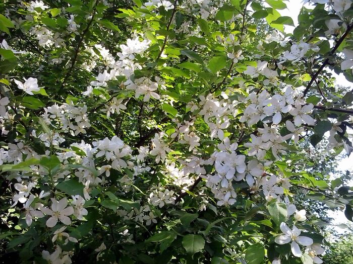 May. Apple tree in bloom - My, The photo, Summer, Flowers, Garden, Apple tree