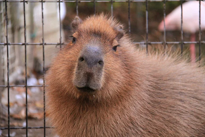 Sweet pie - Wild animals, Zoo, Capybara, Rodents