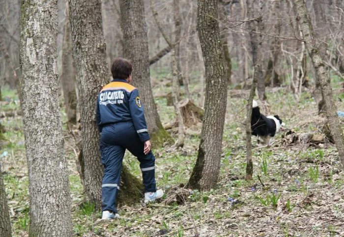 Lost your phone in the woods: how to find it using search dog services - My, Telephone, Forest, Help me find, Search, Dog, Longpost