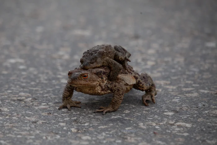 Frogs on Wednesday - My, The photo, The nature of Russia, Toad, Frogs, Wednesday, Dude, It Is Wednesday My Dudes, wildlife