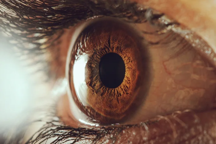 Scientist discovers new part of human body - My, The science, Scientists, Research, Nauchpop, Eyes, Cornea, Structure, Sciencepro, Evolution, Professor, Microscope, Biology, The medicine