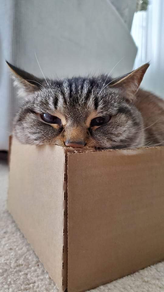 Mordashkin - cat, Box