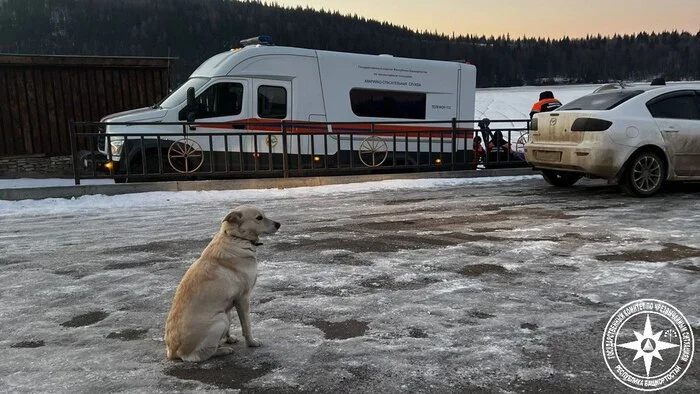 Bashkir Hachiko - Dog, Expectation, Drowned, Hachiko, Bashkortostan