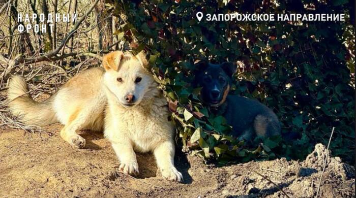 Ушастые солдаты на страже безопасности наших бойцов! - Моё, Собака, Милота, Забота, Политика, Спецоперация