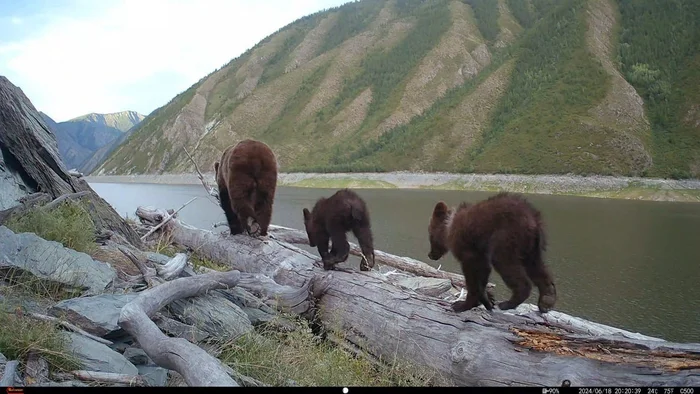 She-bears are the real heroines of motherhood in the animal world - Brown bears, Teddy bears, Wild animals, wildlife, The Bears, The photo, Krasnoyarsk region, Telegram (link), Longpost